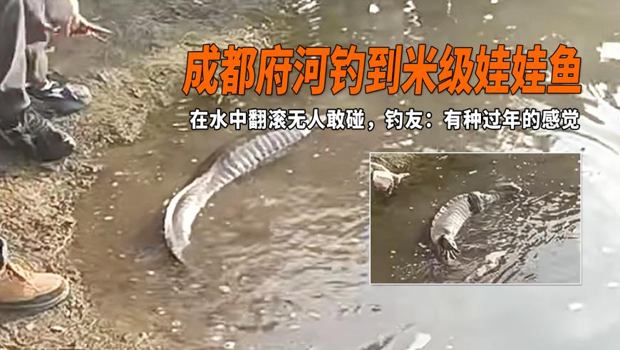 香港最准最快资料高手猛料免费资料大金,鞠婧祎同款花仙子盘发,权威独家讨论与热门话题_GM版V12.77